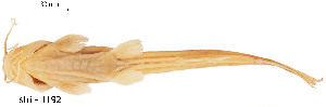  ( - stri-1192)  @12 [ ] Unspecified (default): All Rights Reserved  Unspecified Unspecified