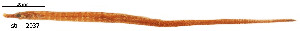  ( - stri-2037)  @13 [ ] Unspecified (default): All Rights Reserved  Unspecified Unspecified