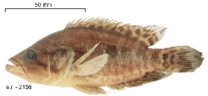  (Parachromis managuensis - stri-2136)  @14 [ ] Unspecified (default): All Rights Reserved  Unspecified Unspecified