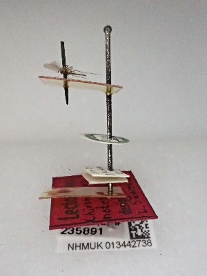  (Micropsectra nacta - BGE_00011_H05)  @11 [ ] CreativeCommons Attribution Share-Alike (by-sa) (2024) Trustees of the Natural History Museum, London Natural History Museum, London