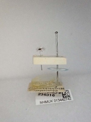  (Paratanytarsus affinis - BGE_00011_D06)  @11 [ ] CreativeCommons Attribution Share-Alike (by-sa) (2024) Trustees of the Natural History Museum, London Natural History Museum, London