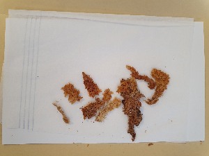  (Sphagnum magniporosum - BGE_00811_C10)  @11 [ ] Creative Commons  Attribution Non-Commercial Share-Alike (2024) NTNU University Museum, Department of Natural History NTNU University Museum, Department of Natural History