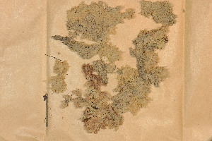  (Sphagnum pauciporosum - BGE_00811_B09)  @11 [ ] Creative Commons  Attribution Non-Commercial Share-Alike (2024) NTNU University Museum, Department of Natural History NTNU University Museum, Department of Natural History