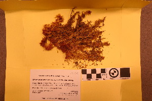  (Sphagnum magniae - BGE_00811_B11)  @11 [ ] Creative Commons  Attribution Non-Commercial Share-Alike (2024) NTNU University Museum, Department of Natural History NTNU University Museum, Department of Natural History