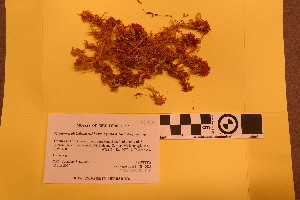  (Sphagnum diabolicum - BGE_00811_B12)  @11 [ ] Creative Commons  Attribution Non-Commercial Share-Alike (2024) NTNU University Museum, Department of Natural History NTNU University Museum, Department of Natural History