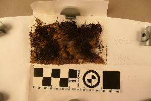  (Schistidium squarrosum - BGE_00811_C03)  @11 [ ] Creative Commons  Attribution Non-Commercial Share-Alike (2024) NTNU University Museum, Department of Natural History NTNU University Museum, Department of Natural History