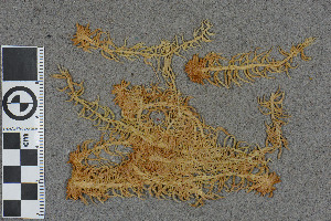  (Sphagnum fallax - BGE_00811_C04)  @11 [ ] Creative Commons  Attribution Non-Commercial Share-Alike (2024) NTNU University Museum, Department of Natural History NTNU University Museum, Department of Natural History