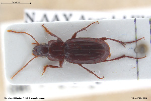  (Platyderus depressus - BGE_00261_C09)  @11 [ ] Creative Commons  Attribution Non-Commercial Share-Alike (2024) NTNU University Museum, Department of Natural History NTNU University Museum, Department of Natural History