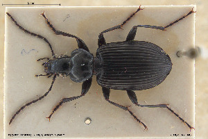  ( - BGE_00261_D05)  @11 [ ] Creative Commons  Attribution Non-Commercial Share-Alike (2024) NTNU University Museum, Department of Natural History NTNU University Museum, Department of Natural History