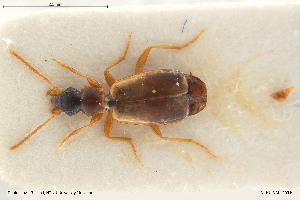  (Philorhizus crucifer - BGE_00261_D06)  @11 [ ] Creative Commons  Attribution Non-Commercial Share-Alike (2024) NTNU University Museum, Department of Natural History NTNU University Museum, Department of Natural History