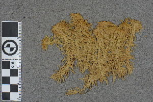  (Sphagnum majus - BGE_00811_A03)  @11 [ ] Creative Commons  Attribution Non-Commercial Share-Alike (2024) NTNU University Museum, Department of Natural History NTNU University Museum, Department of Natural History