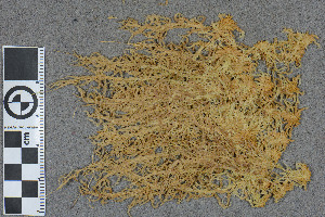  (Sphagnum troendelagicum - BGE_00811_A06)  @11 [ ] Creative Commons  Attribution Non-Commercial Share-Alike (2024) NTNU University Museum, Department of Natural History NTNU University Museum, Department of Natural History