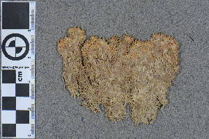  (Sphagnum olafii - BGE_00811_A08)  @11 [ ] Creative Commons  Attribution Non-Commercial Share-Alike (2024) NTNU University Museum, Department of Natural History NTNU University Museum, Department of Natural History