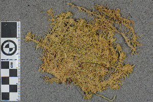  (Sphagnum rubiginosum - BGE_00811_A10)  @11 [ ] Creative Commons  Attribution Non-Commercial Share-Alike (2024) NTNU University Museum, Department of Natural History NTNU University Museum, Department of Natural History