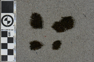  (Schistidium recurvum - BGE_00811_D01)  @11 [ ] Creative Commons  Attribution Non-Commercial Share-Alike (2024) NTNU University Museum, Department of Natural History NTNU University Museum, Department of Natural History