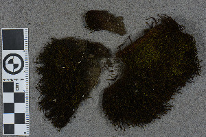  (Schistidium poeltii - BGE_00811_D09)  @11 [ ] Creative Commons  Attribution Non-Commercial Share-Alike (2024) NTNU University Museum, Department of Natural History NTNU University Museum, Department of Natural History