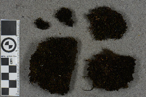  (Schistidium venetum - BGE_00811_E01)  @11 [ ] Creative Commons  Attribution Non-Commercial Share-Alike (2024) NTNU University Museum, Department of Natural History NTNU University Museum, Department of Natural History