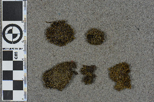  (Schistidium bryhnii - BGE_00811_B02)  @11 [ ] Creative Commons  Attribution Non-Commercial Share-Alike (2024) NTNU University Museum, Department of Natural History NTNU University Museum, Department of Natural History