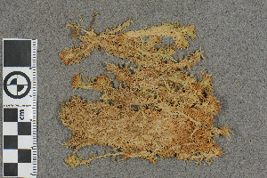  (Sphagnum tescorum - BGE_00811_E03)  @11 [ ] Creative Commons  Attribution Non-Commercial Share-Alike (2024) NTNU University Museum, Department of Natural History NTNU University Museum, Department of Natural History