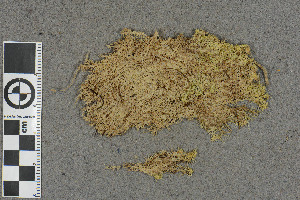  (Sphagnum venustum - BGE_00811_E04)  @11 [ ] Creative Commons  Attribution Non-Commercial Share-Alike (2024) NTNU University Museum, Department of Natural History NTNU University Museum, Department of Natural History