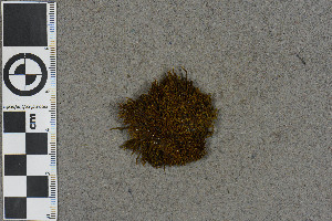  (Bucklandiella - BGE_00811_E10)  @11 [ ] Creative Commons  Attribution Non-Commercial Share-Alike (2024) NTNU University Museum, Department of Natural History NTNU University Museum, Department of Natural History