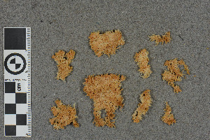  (Sphagnum cavernulosum - BGE_00811_F01)  @11 [ ] Creative Commons  Attribution Non-Commercial Share-Alike (2024) NTNU University Museum, Department of Natural History NTNU University Museum, Department of Natural History