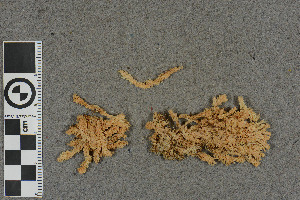  (Sphagnum complanatum - BGE_00811_F02)  @11 [ ] Creative Commons  Attribution Non-Commercial Share-Alike (2024) NTNU University Museum, Department of Natural History NTNU University Museum, Department of Natural History