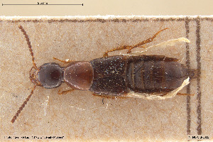  ( - BGE_00261_F07)  @11 [ ] Creative Commons  Attribution Non-Commercial Share-Alike (2024) NTNU University Museum, Department of Natural History NTNU University Museum, Department of Natural History