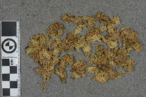  (Sphagnum dimorphophyllum - BGE_00811_F06)  @11 [ ] Creative Commons  Attribution Non-Commercial Share-Alike (2024) NTNU University Museum, Department of Natural History NTNU University Museum, Department of Natural History