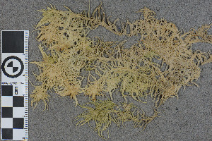  (Sphagnum drepanocladum - BGE_00811_F07)  @11 [ ] Creative Commons  Attribution Non-Commercial Share-Alike (2024) NTNU University Museum, Department of Natural History NTNU University Museum, Department of Natural History