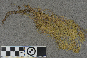  (Sphagnum elegans - BGE_00811_F08)  @11 [ ] Creative Commons  Attribution Non-Commercial Share-Alike (2024) NTNU University Museum, Department of Natural History NTNU University Museum, Department of Natural History