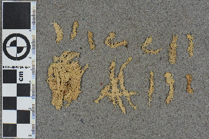  (Sphagnum bolanderi - BGE_00811_F09)  @11 [ ] Creative Commons  Attribution Non-Commercial Share-Alike (2024) NTNU University Museum, Department of Natural History NTNU University Museum, Department of Natural History