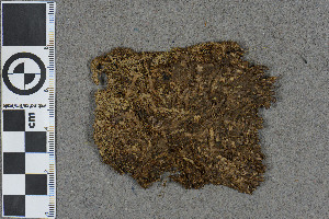  (Sphagnum garysmithii - BGE_00811_H02)  @11 [ ] Creative Commons  Attribution Non-Commercial Share-Alike (2024) NTNU University Museum, Department of Natural History NTNU University Museum, Department of Natural History