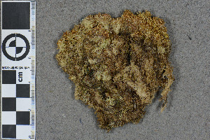  (Sphagnum inexspectatum - BGE_00811_F10)  @11 [ ] Creative Commons  Attribution Non-Commercial Share-Alike (2024) NTNU University Museum, Department of Natural History NTNU University Museum, Department of Natural History