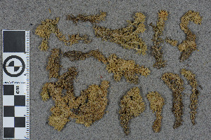  (Sphagnum irwinii - BGE_00811_F11)  @11 [ ] Creative Commons  Attribution Non-Commercial Share-Alike (2024) NTNU University Museum, Department of Natural History NTNU University Museum, Department of Natural History
