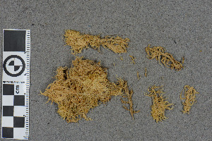  (Sphagnum mcqueenii - BGE_00811_G01)  @11 [ ] Creative Commons  Attribution Non-Commercial Share-Alike (2024) NTNU University Museum, Department of Natural History NTNU University Museum, Department of Natural History