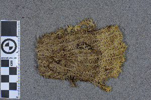  (Sphagnum mirum - BGE_00811_G02)  @11 [ ] Creative Commons  Attribution Non-Commercial Share-Alike (2024) NTNU University Museum, Department of Natural History NTNU University Museum, Department of Natural History