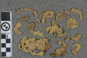  (Sphagnum amazonicum - BGE_00811_G03)  @11 [ ] Creative Commons  Attribution Non-Commercial Share-Alike (2024) NTNU University Museum, Department of Natural History NTNU University Museum, Department of Natural History