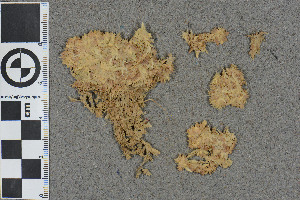  (Sphagnum grandifolium - BGE_00811_G04)  @11 [ ] Creative Commons  Attribution Non-Commercial Share-Alike (2024) NTNU University Museum, Department of Natural History NTNU University Museum, Department of Natural History