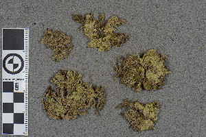  (Sphagnum reclinatum - BGE_00811_H04)  @11 [ ] Creative Commons  Attribution Non-Commercial Share-Alike (2024) NTNU University Museum, Department of Natural History NTNU University Museum, Department of Natural History