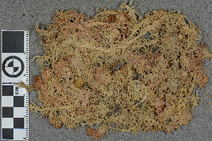  (Sphagnum skyense - BGE_00811_G06)  @11 [ ] Creative Commons  Attribution Non-Commercial Share-Alike (2024) NTNU University Museum, Department of Natural History NTNU University Museum, Department of Natural History