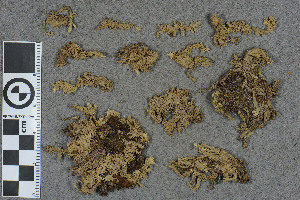  (Sphagnum subsecundoides - BGE_00811_G07)  @11 [ ] Creative Commons  Attribution Non-Commercial Share-Alike (2024) NTNU University Museum, Department of Natural History NTNU University Museum, Department of Natural History