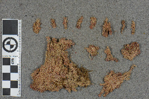  (Sphagnum talbotianum - BGE_00811_H06)  @11 [ ] Creative Commons  Attribution Non-Commercial Share-Alike (2024) NTNU University Museum, Department of Natural History NTNU University Museum, Department of Natural History