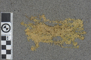  (Sphagnum molluscum - BGE_00811_G08)  @11 [ ] Creative Commons  Attribution Non-Commercial Share-Alike (2024) NTNU University Museum, Department of Natural History NTNU University Museum, Department of Natural History