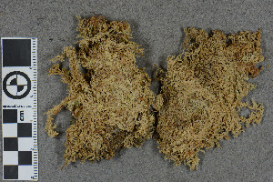  (Sphagnum chi-chiense - BGE_00811_G10)  @11 [ ] Creative Commons  Attribution Non-Commercial Share-Alike (2024) NTNU University Museum, Department of Natural History NTNU University Museum, Department of Natural History