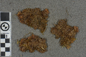  (Sphagnum bergianum - BGE_00811_G12)  @11 [ ] Creative Commons  Attribution Non-Commercial Share-Alike (2024) NTNU University Museum, Department of Natural History NTNU University Museum, Department of Natural History