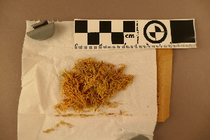  (Sphagnum pungifolium - BGE_00811_B03)  @11 [ ] Creative Commons  Attribution Non-Commercial Share-Alike (2024) NTNU University Museum, Department of Natural History NTNU University Museum, Department of Natural History