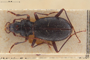  (Nebria fontinalis - BGE_00261_B04)  @11 [ ] Creative Commons  Attribution Non-Commercial Share-Alike (2024) NTNU University Museum, Department of Natural History NTNU University Museum, Department of Natural History