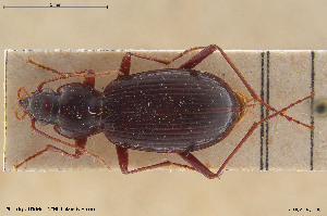  ( - BGE_00261_B10)  @11 [ ] Creative Commons  Attribution Non-Commercial Share-Alike (2024) NTNU University Museum, Department of Natural History NTNU University Museum, Department of Natural History