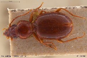  ( - BGE_00258_C01)  @11 [ ] Creative Commons  Attribution Non-Commercial Share-Alike (2024) NTNU University Museum, Department of Natural History NTNU University Museum, Department of Natural History